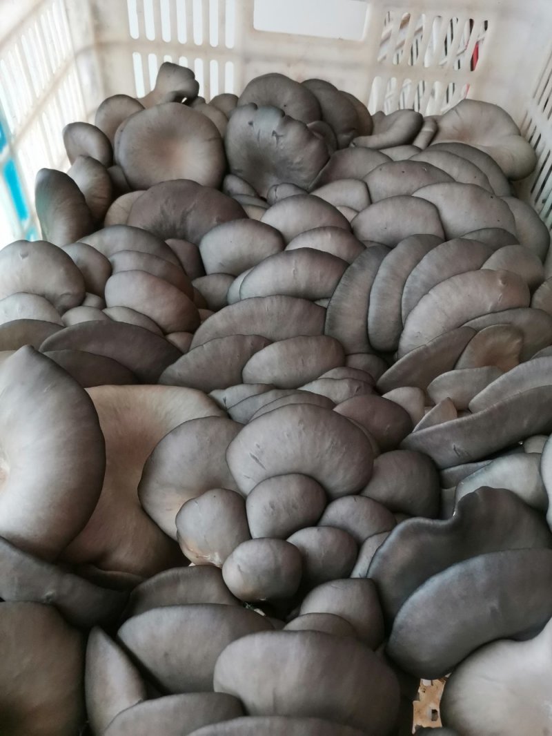 聊城平菇产区大量上市量大从优，需要的老板联系我