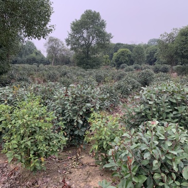 苗圃直供50-150公分红叶石楠球