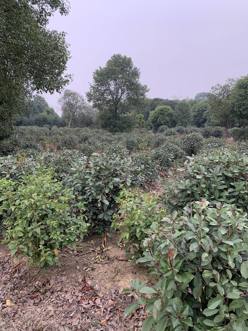 苗圃直供50-150公分红叶石楠球