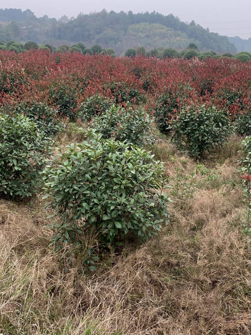 苗圃直供50-150公分红叶石楠球