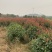 苗圃直供50-150公分红叶石楠球