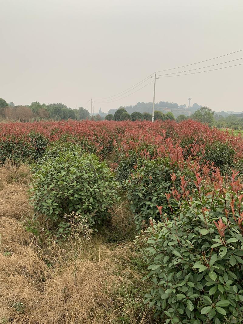 苗圃直供50-150公分红叶石楠球