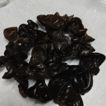 精品黑山老鼠耳老鼠耳老鼠耳老鼠耳1.0
