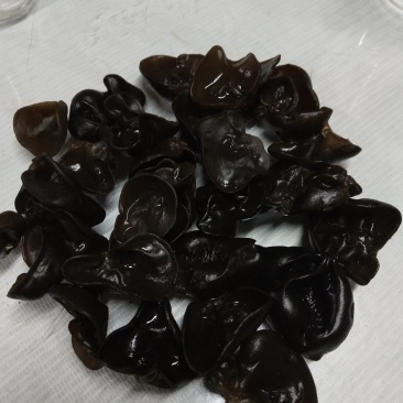 精品黑山老鼠耳老鼠耳老鼠耳老鼠耳1.0
