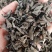 精品黑山老鼠耳老鼠耳老鼠耳老鼠耳1.0