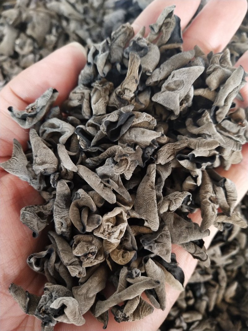 精品黑山老鼠耳老鼠耳老鼠耳老鼠耳1.0
