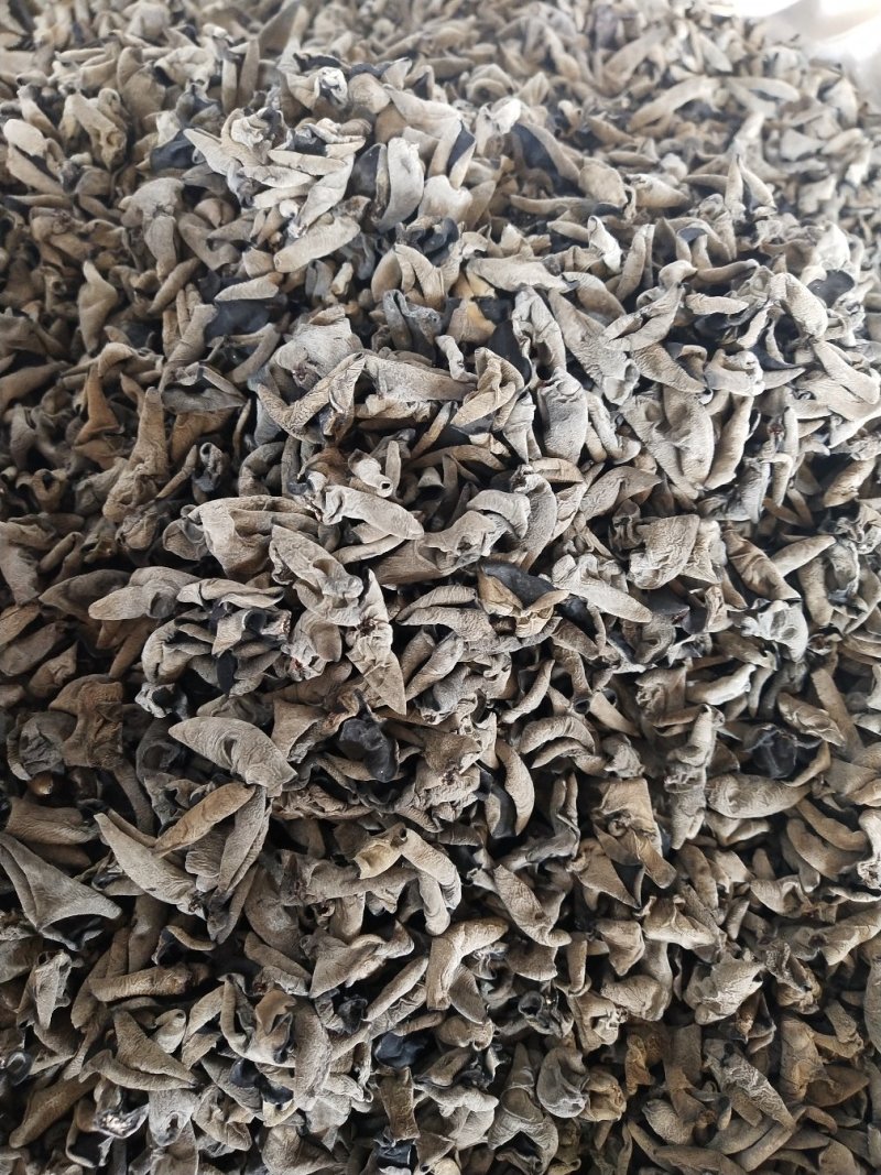 精品黑山老鼠耳老鼠耳老鼠耳老鼠耳1.0