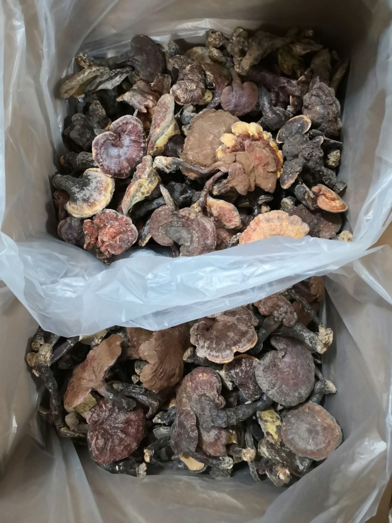纯野生赤灵芝，2022新货干度好香味浓郁！
