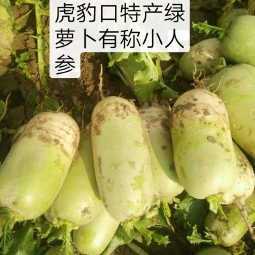 绿萝卜