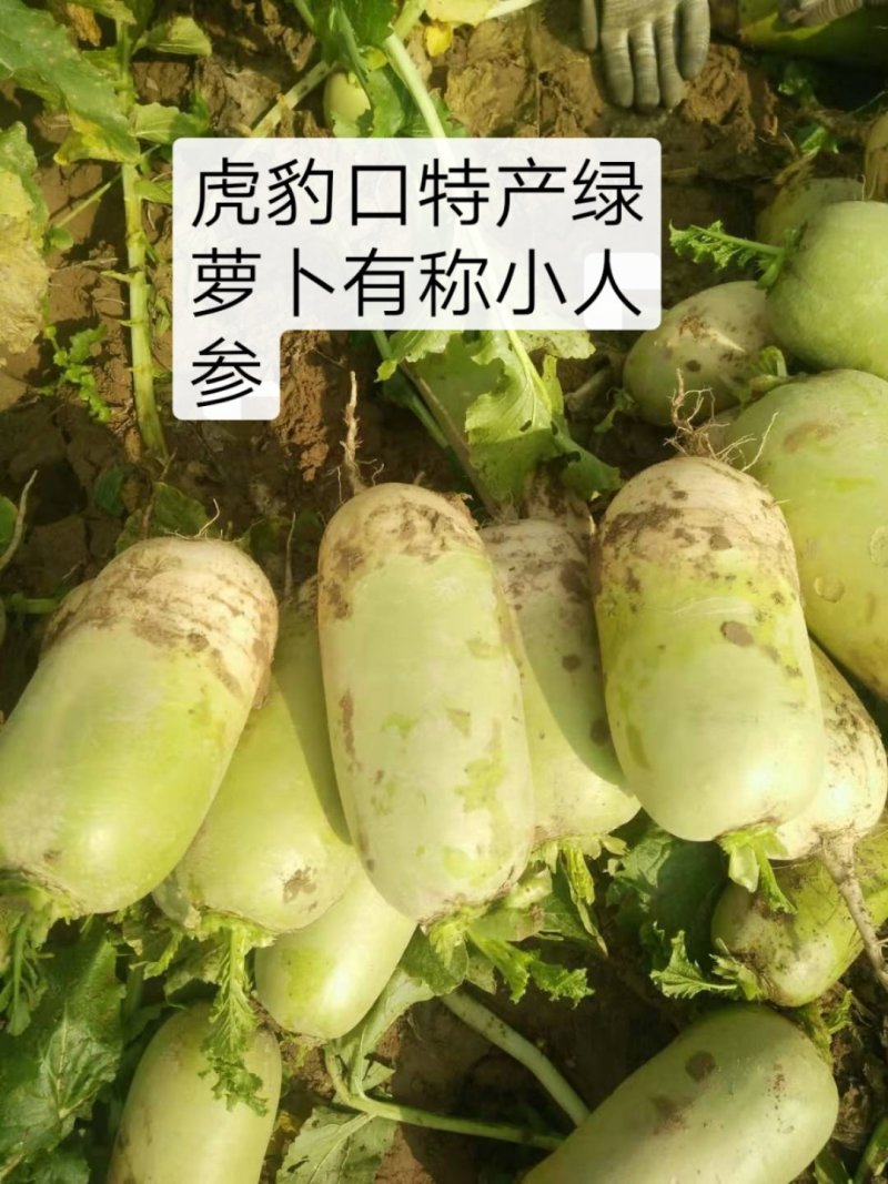 绿萝卜