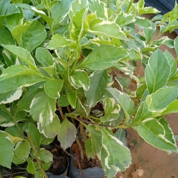 花叶连翘花叶假连翘基地常年供应各类地被苗