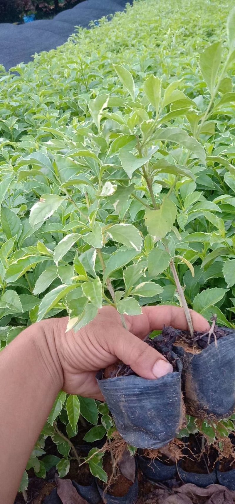 花叶连翘花叶假连翘基地常年供应各类地被苗