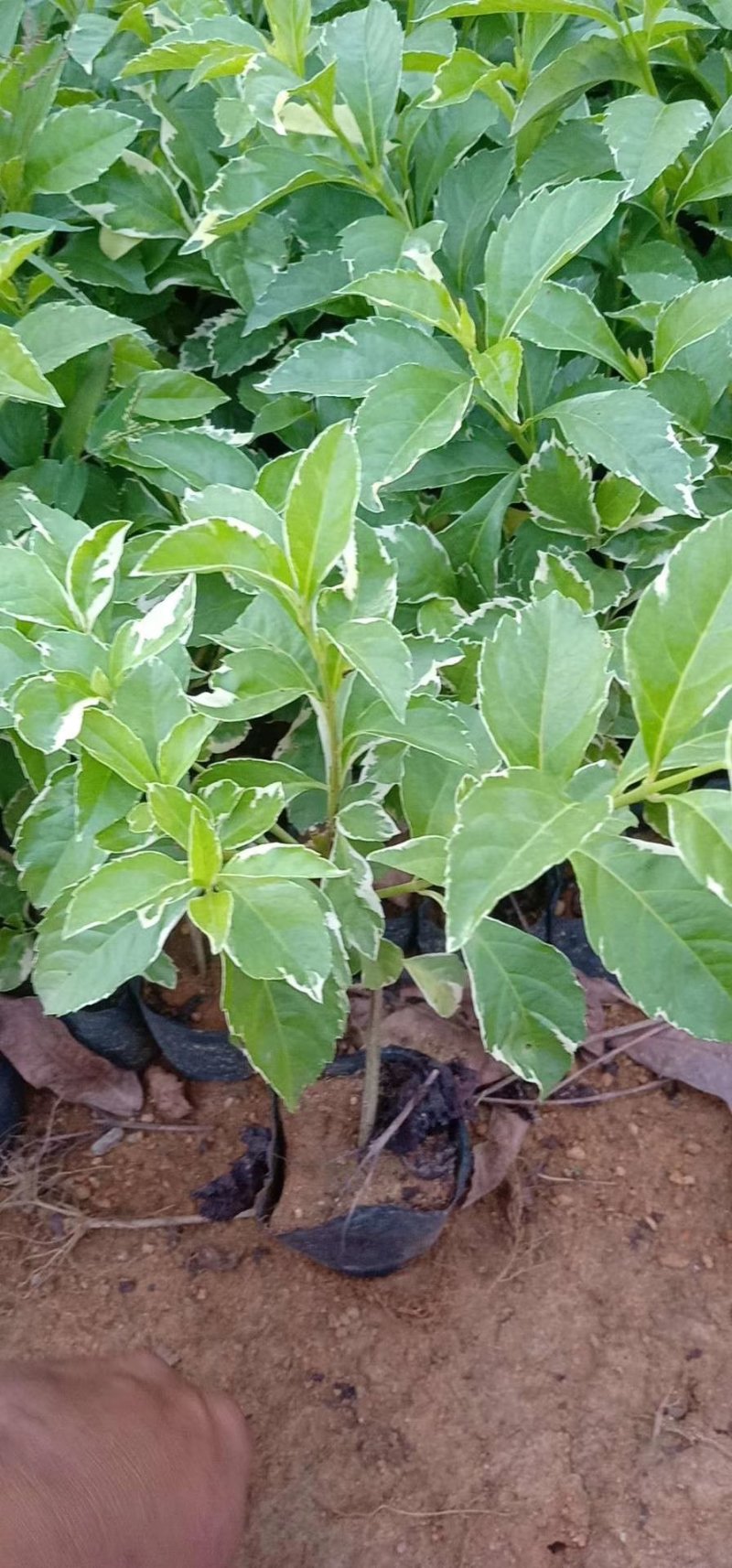 花叶连翘花叶假连翘基地常年供应各类地被苗