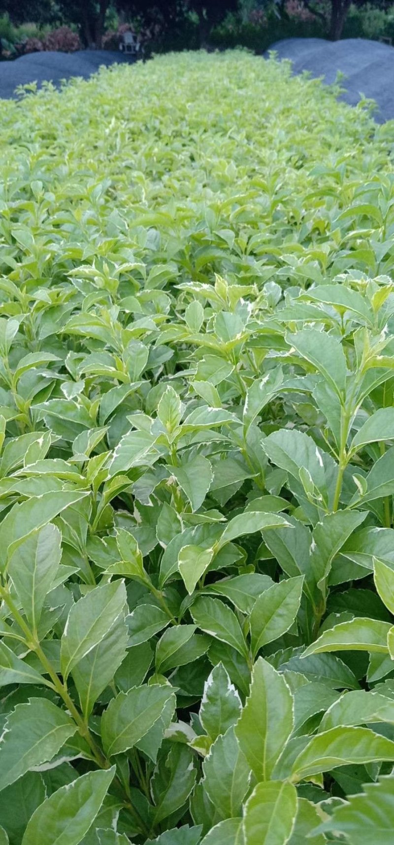 花叶连翘花叶假连翘基地常年供应各类地被苗