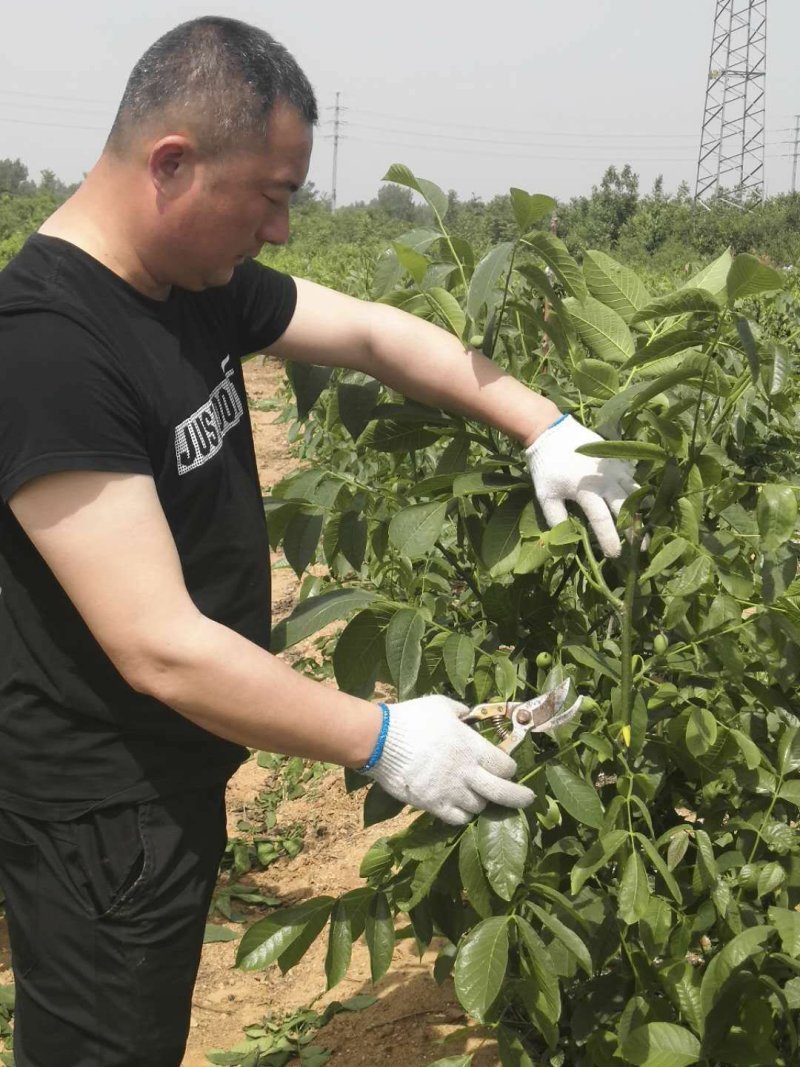 核桃苗2-3年嫁接8518核桃小苗当年结果成活率高