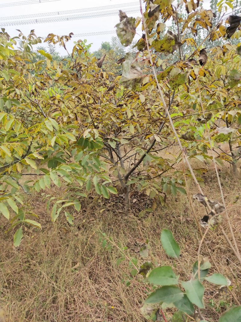 核桃苗2-3年嫁接8518核桃小苗当年结果成活率高