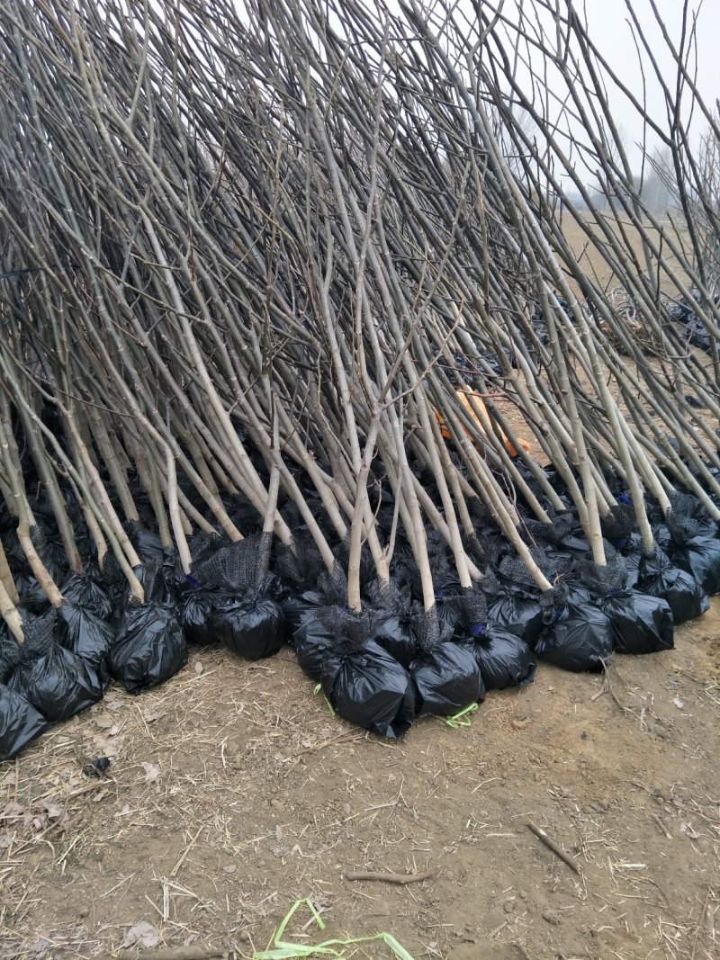 核桃苗2-3年嫁接8518核桃小苗当年结果成活率高