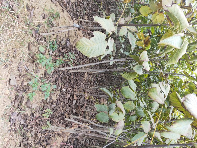 核桃苗2-3年嫁接8518核桃小苗当年结果成活率高