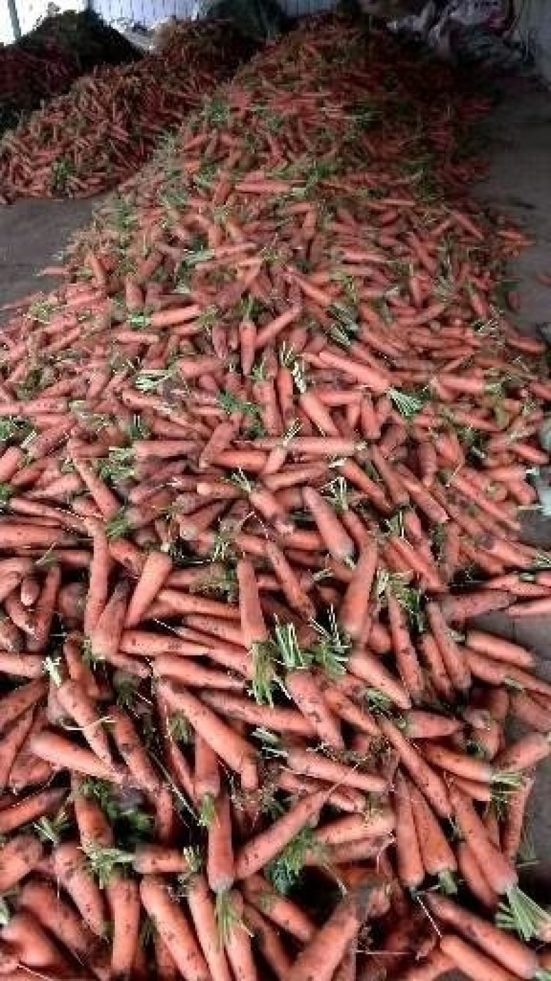 【荐】精品胡萝卜现挖现卖支持各种包装，条形红三红光泽度亮