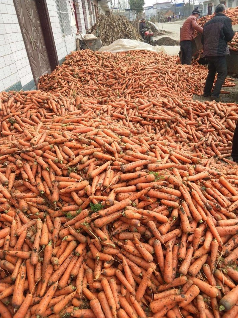 【荐】精品胡萝卜现挖现卖支持各种包装，条形红三红光泽度亮