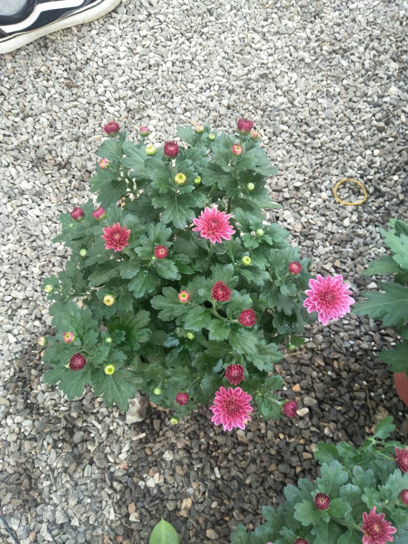 荷兰菊