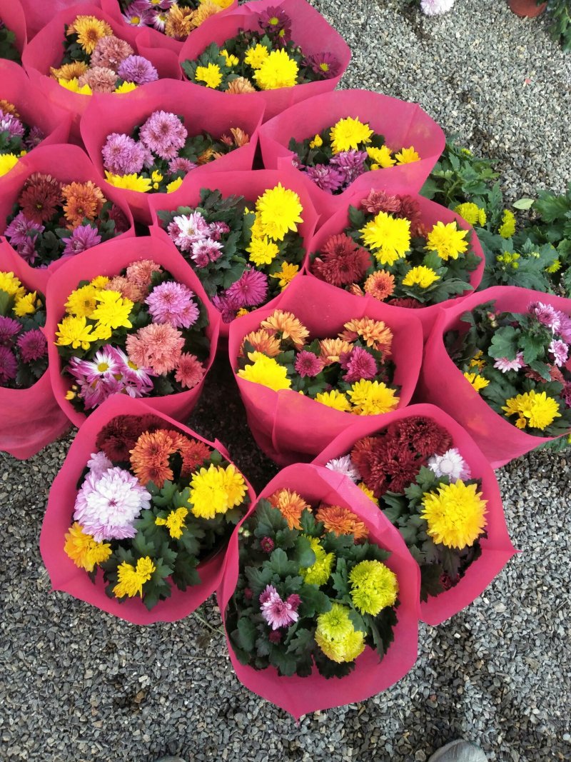 荷兰菊