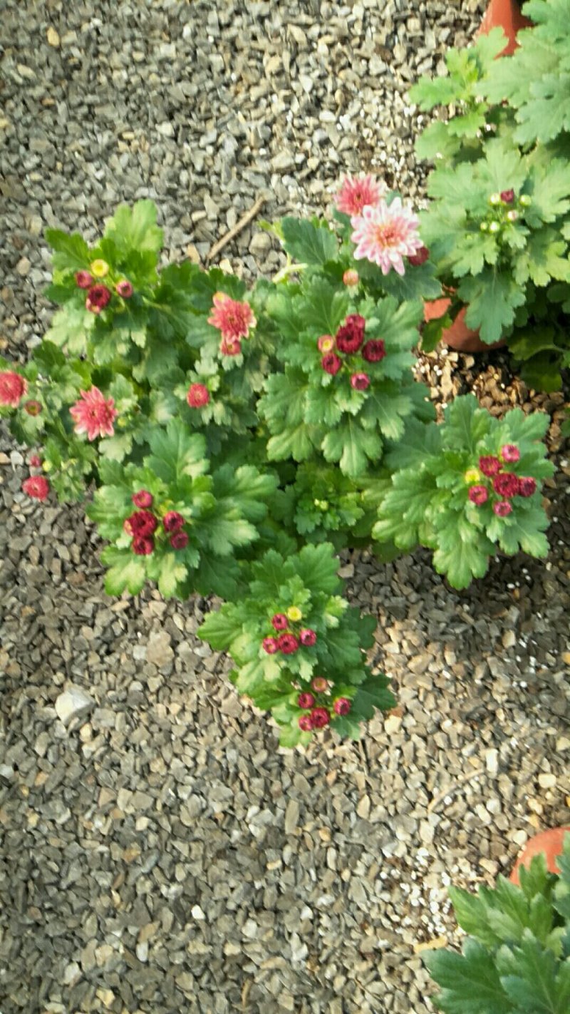 荷兰菊