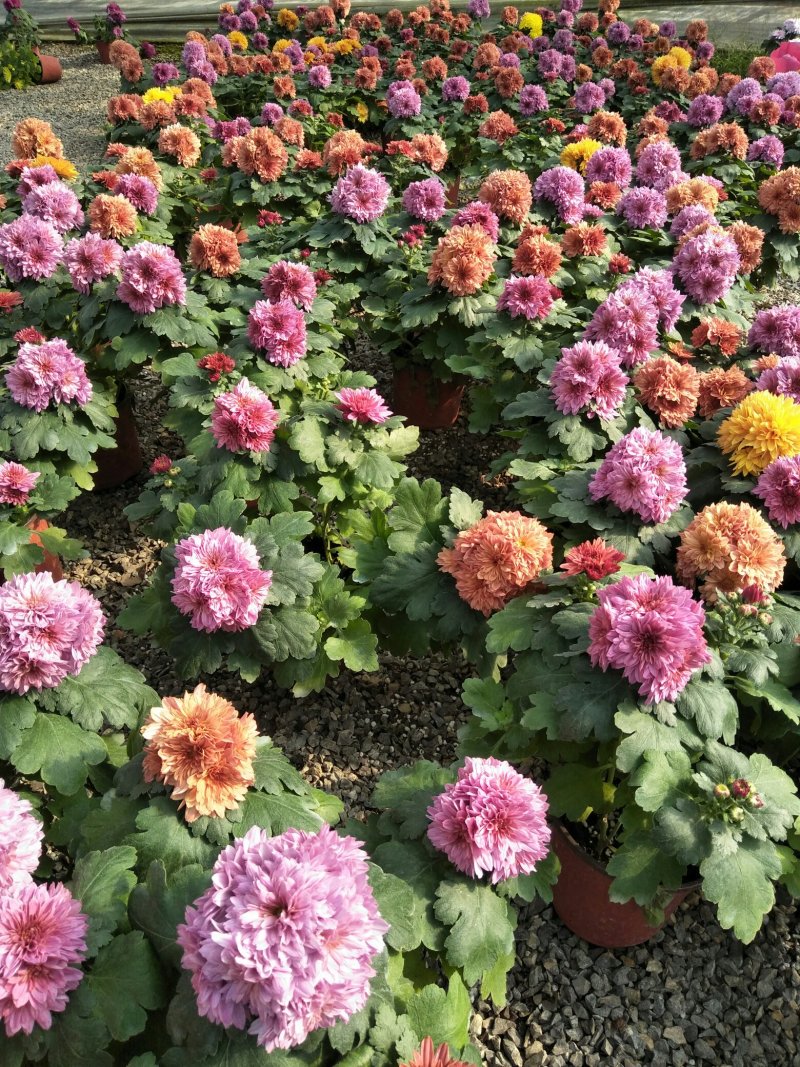 荷兰菊