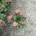 荷兰菊