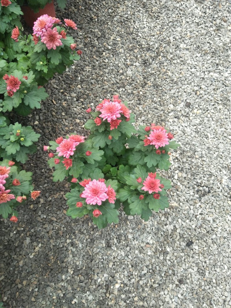 荷兰菊