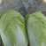 河北邢台石家庄大白菜净菜长菜大量供应，黄心无虫眼无烧心