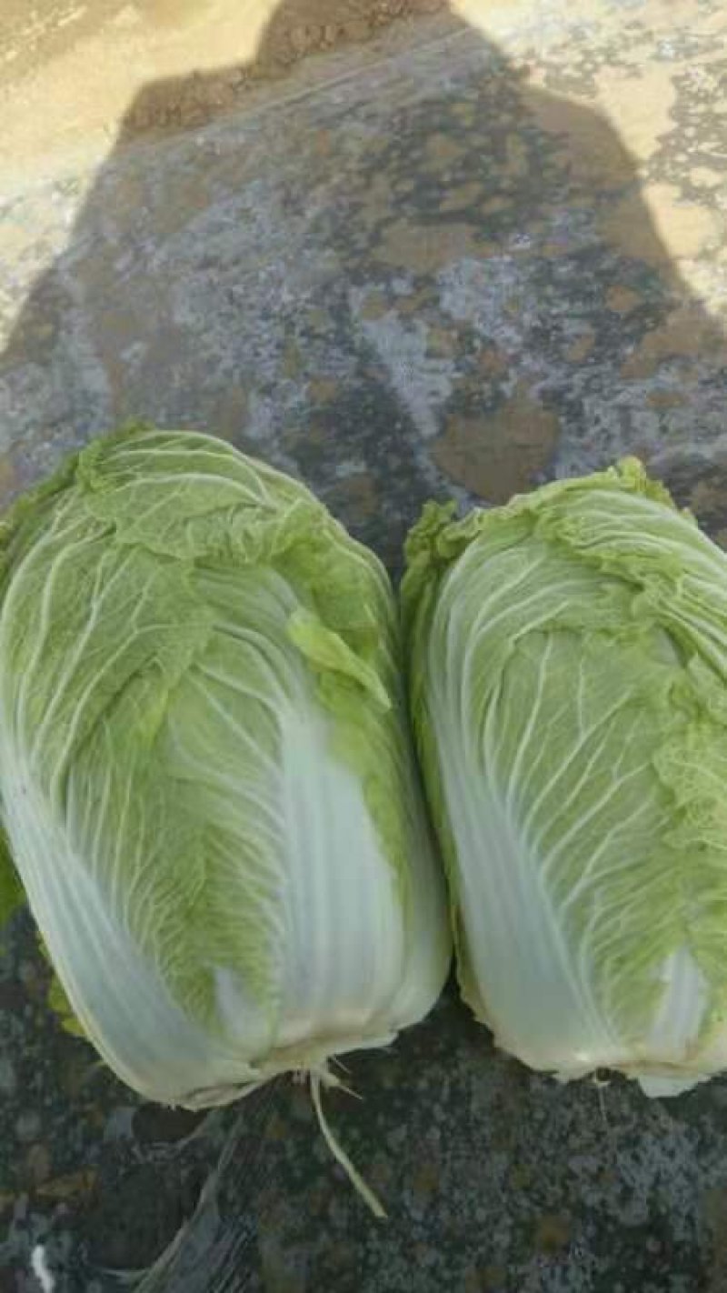 河北邢台石家庄大白菜净菜长菜大量供应，黄心无虫眼无烧心