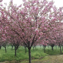 晚樱树苗工程苗绿化苗规格地径3-15cm