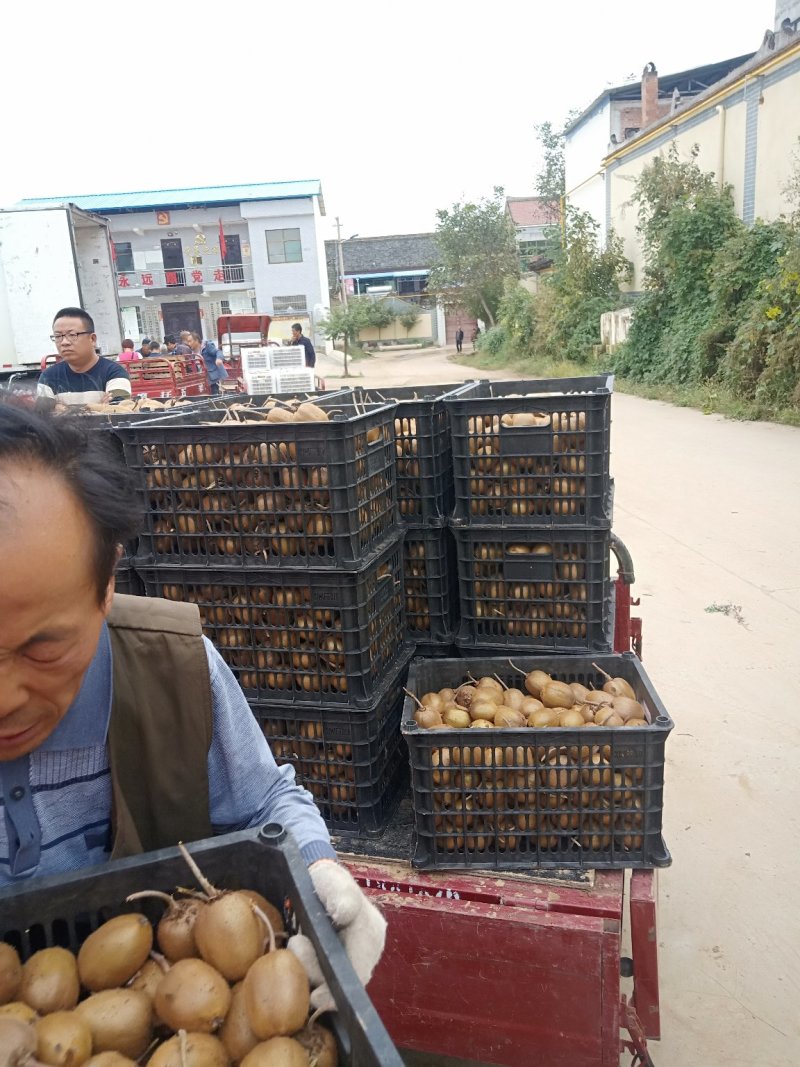徐香猕猴桃
