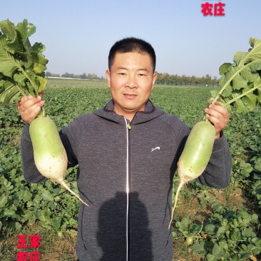 河南温县黄河滩白萝卜清萝卜，大量上市