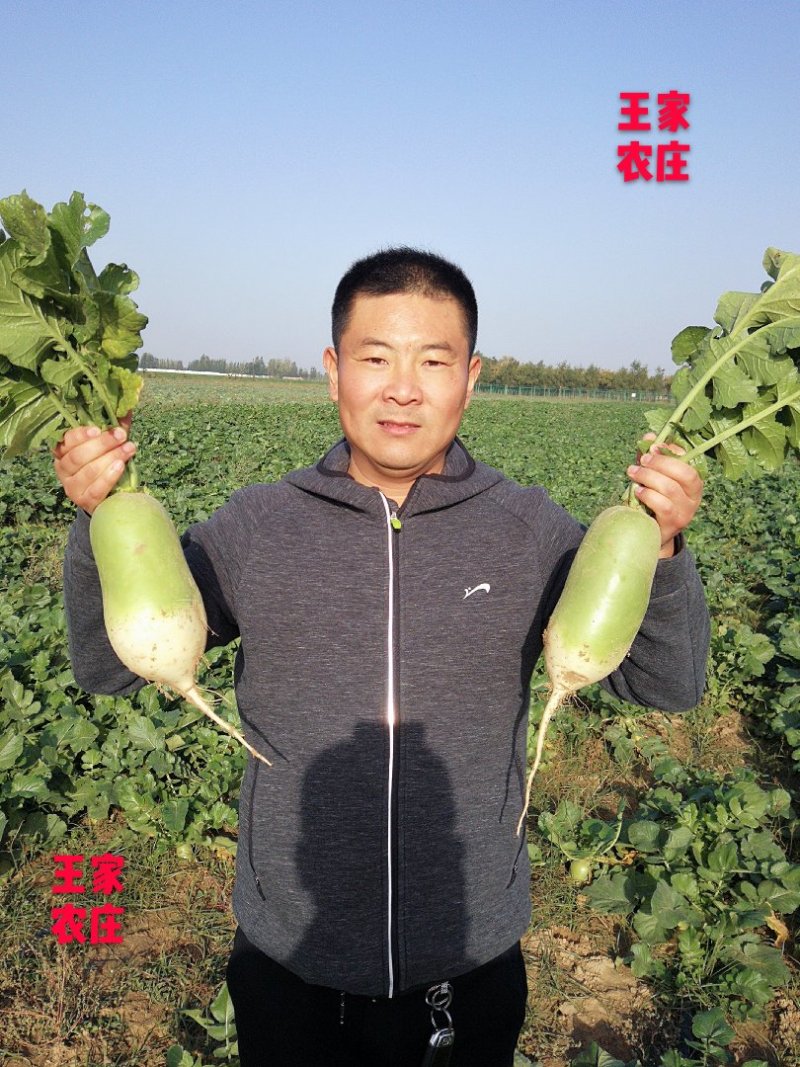 河南温县黄河滩白萝卜清萝卜，大量上市