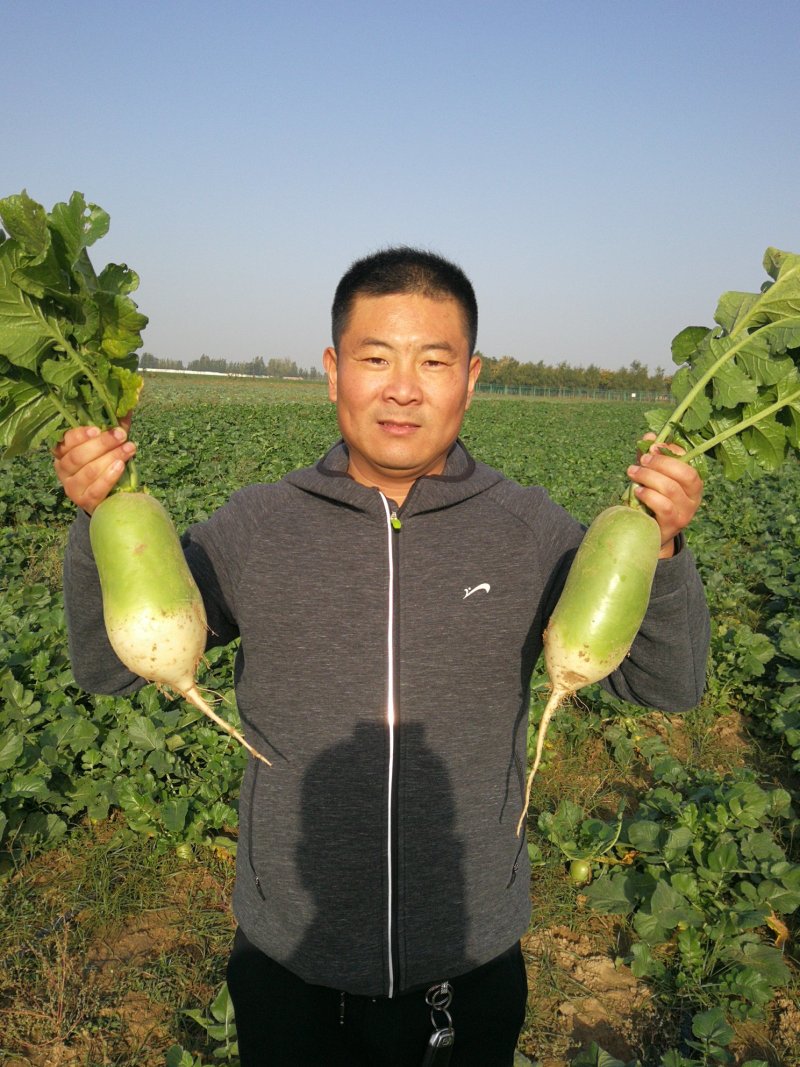 河南温县黄河滩白萝卜清萝卜，大量上市