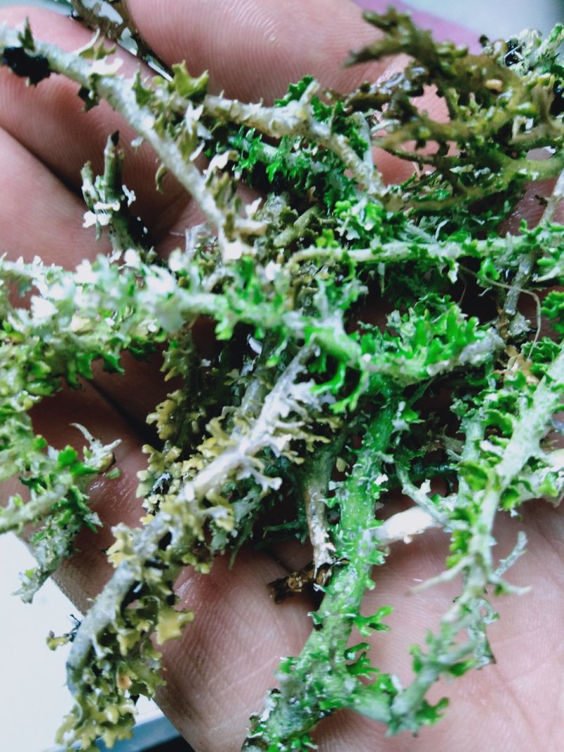 批发鹿角菜有大货，免捡货，质优价低，常年供货