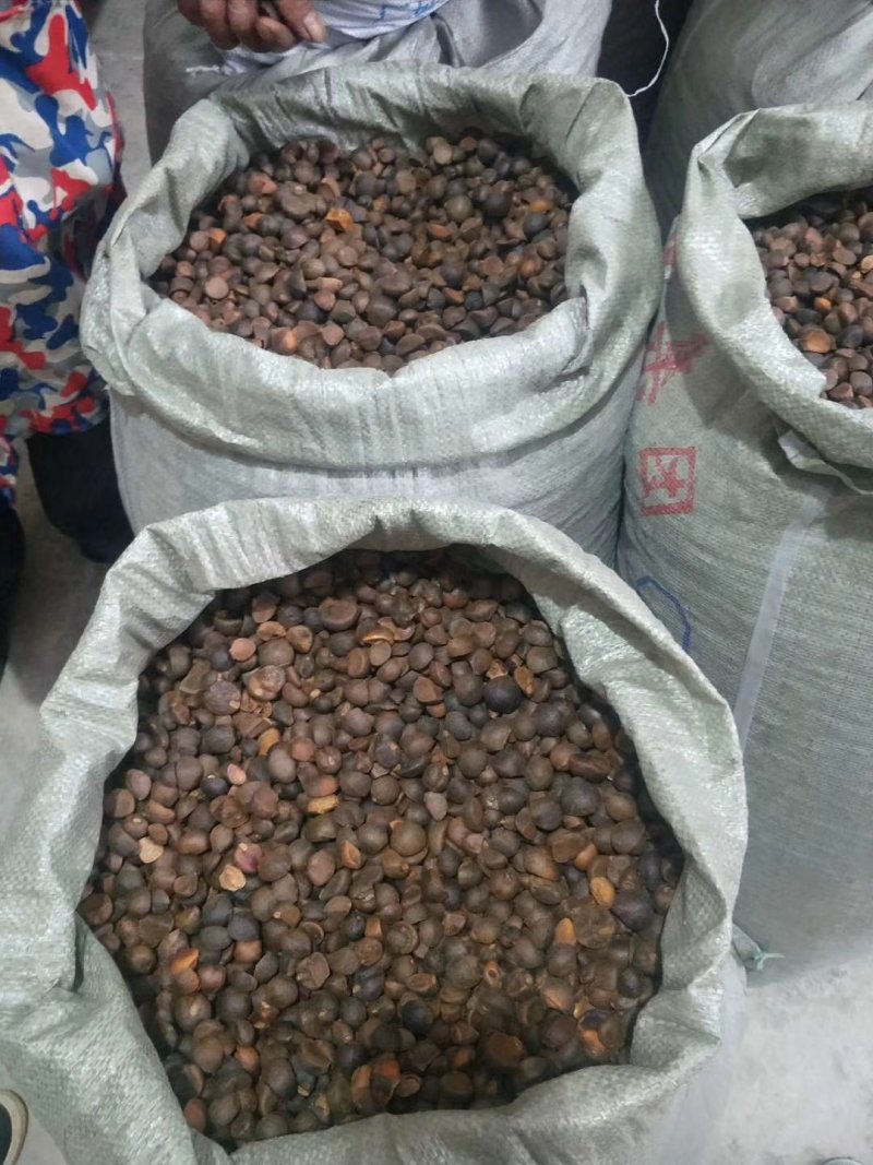 油茶籽小籽，山茶籽，野生山茶子鲜货干货批发