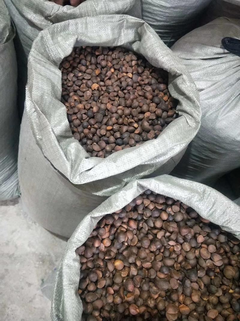 油茶籽小籽，山茶籽，野生山茶子鲜货干货批发