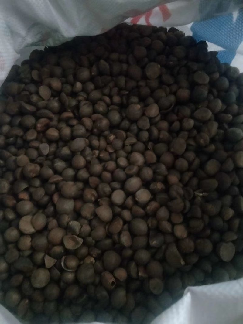 油茶籽小籽，山茶籽，野生山茶子鲜货干货批发