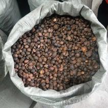 油茶籽小籽，山茶籽，野生山茶子鲜货干货批发