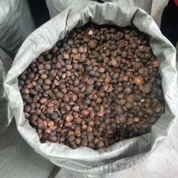 油茶籽小籽，山茶籽，野生山茶子鲜货干货批发