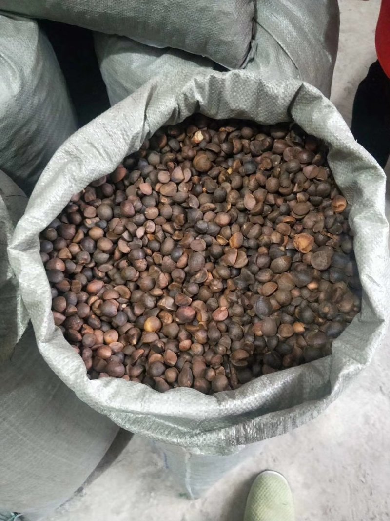 油茶籽小籽，山茶籽，野生山茶子鲜货干货批发