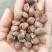 油茶籽小籽，山茶籽，野生山茶子鲜货干货批发