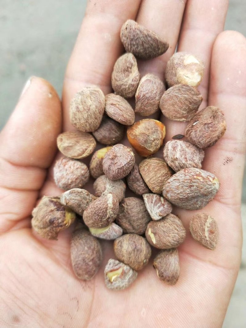 油茶籽小籽，山茶籽，野生山茶子鲜货干货批发
