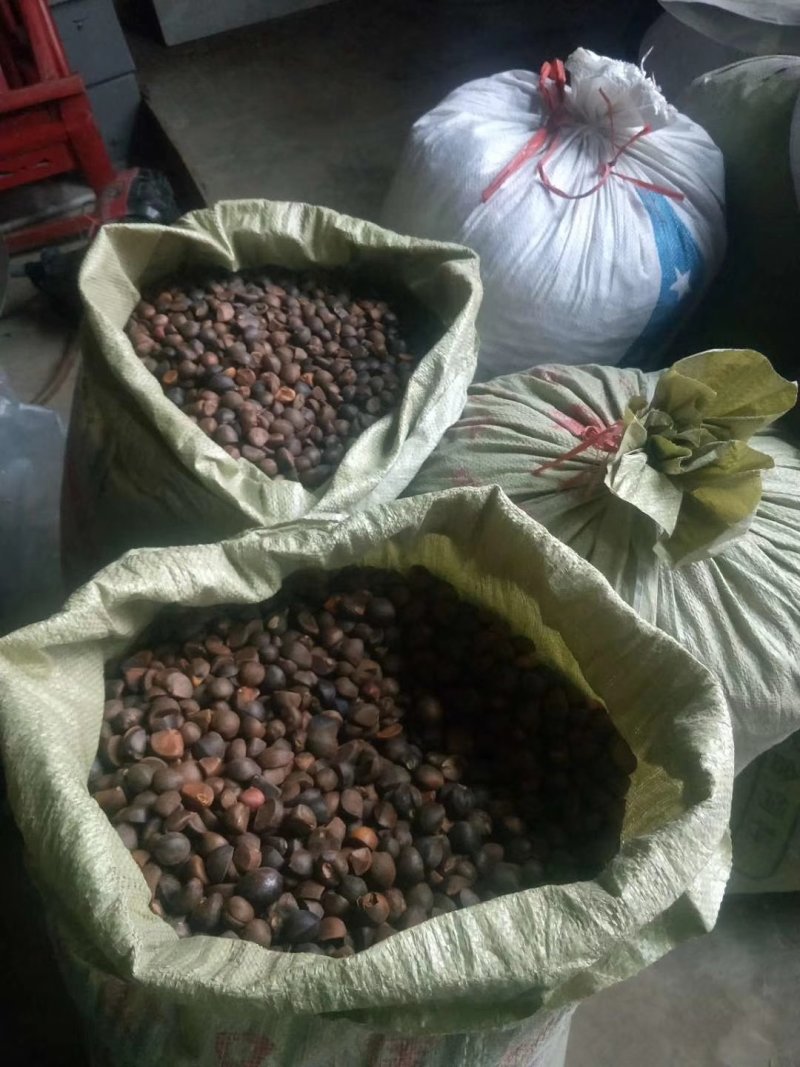 油茶籽小籽，山茶籽，野生山茶子鲜货干货批发