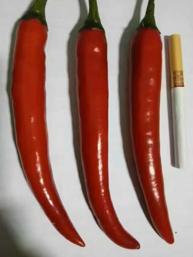 辣椒苗，簇生朝天椒，单生艳红，金塔类型，美人椒线椒杂交种
