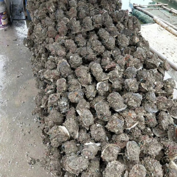 湛江官渡生蚝（烧烤生蚝，火锅专用生蚝）