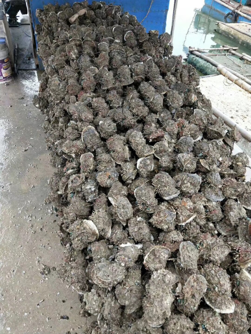 湛江官渡生蚝（烧烤生蚝，火锅专用生蚝）